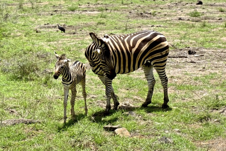 Zebra and foal
