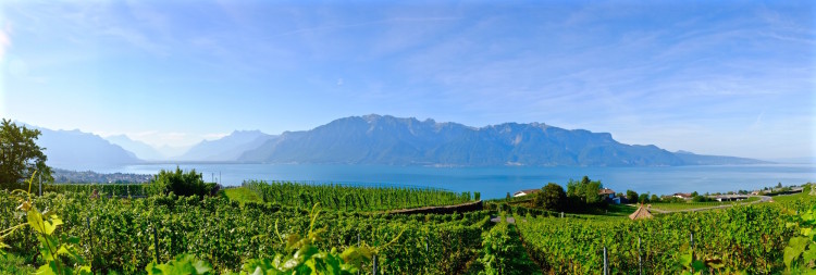 Panoramic vinyards and Mountains